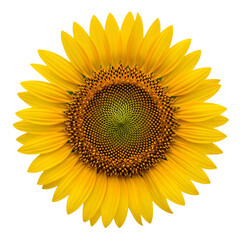 Obraz premium Vibrant sunflower bloom with detailed center, radiating natural beauty and optimism for summer and growth themes