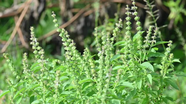 Ocimum americanum plant. Its common names &nbsp;American basil,&nbsp;lime basil and &nbsp;hoary basil. This &nbsp;is a species of annual herb in the family&nbsp;Lamiaceae.
