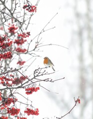 A European robin perches on a snow-covered branch with red berries. The background is a blurred, snowy landscape.