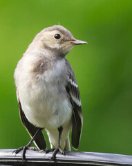bird on a fence