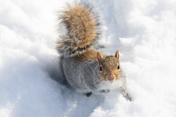 Eastern gray squirrel on a cold winter's day.