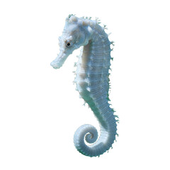 seahorse isolated on transparent background