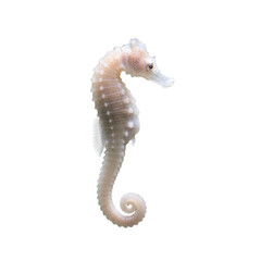 seahorse isolated on transparent background