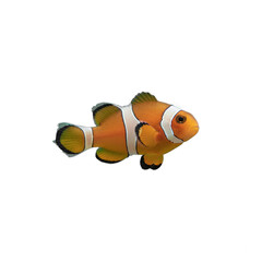 clown fish isolated on transparent background