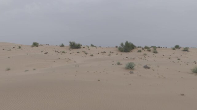 Aerial shot of Khuri Sand Dunes near Jaisalmer, Rajasthan, showing desert terrain with native plants like Khejri, Rohida, Babool, and Ker trees under warm evening light and soft horizon sky