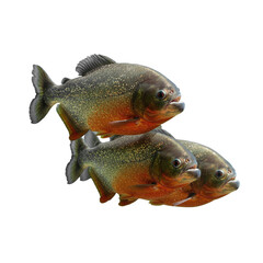 piranha isolated on transparent background