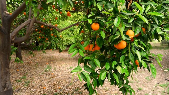 Close up view of orange trees bearing ripe fruits in citrus plantation. Excellent for organic food promotions, farming,  healthy living themes.