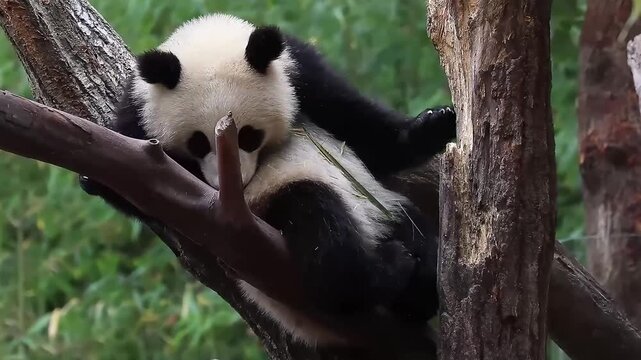 Playful panda having fun on the tree, Shenshuping, Wolong Panda Base, China