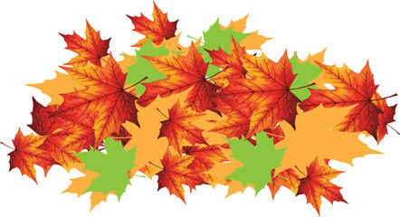 Brightly colored red and orange maple leaves in autumn foliage, isolated on white for the fall season
