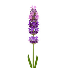 Obraz premium Single Lavender Flower on Black Background