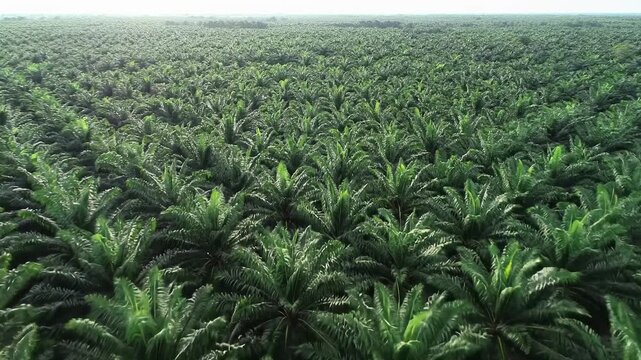 An aerial video over an immense oil palm plantation with dense, dark green canopy, forming precise geometric patterns under bright diffused tropical sunlight, stretching to the horizon. Concept of