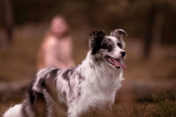 Three beautiful Border Collies in the forest