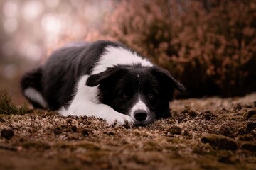 Three beautiful Border Collies in the forest
