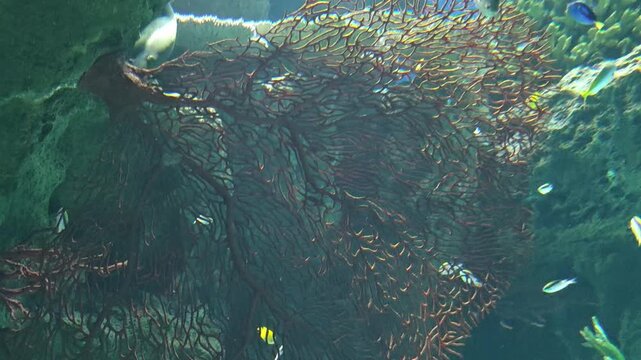 Dangerous marine animal menacing stonefish uses natural camouflage to hide on coral reef, waiting among colorful tropical fish in serene aquatic wildlife scene