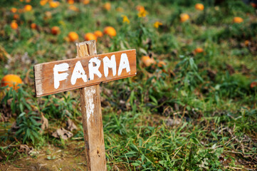 Wooden 'Farma' Sign in Pumpkin Field © WellStock