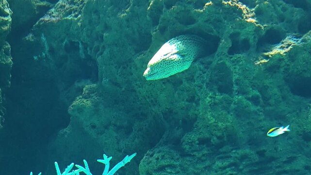 Curious green moray eel peeking from its underwater coral reef den. fascinating marine wildlife animal exploring deep blue ocean, mysterious sea creatures home