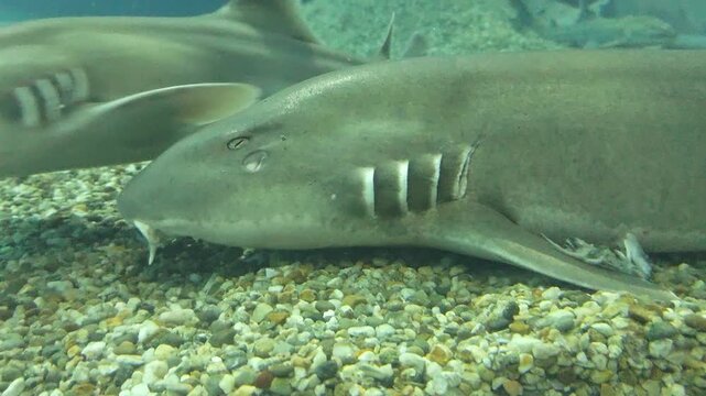 Calm nurse shark resting peacefully on pebble seabed in an underwater close up, serene marine predator with detailed view showing its prominent gill and eye