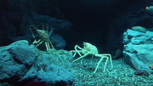 Fascinating giant Japanese spider crab, mysterious deep sea marine creature, crawling underwater on sandy ocean floor. Eerie wildlife animal in dark aquarium exhibit