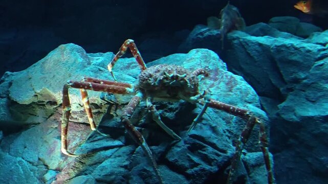 Mysterious giant Japanese spider crab, massive deep sea marine animal and aquatic crustacean, rests its imposing long legs on blue rock in calm underwater habitat