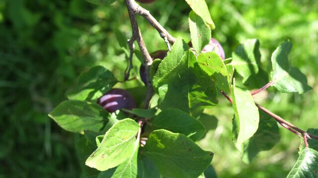 Ripe plums hanging on a branch of a plum tree on a sunny day