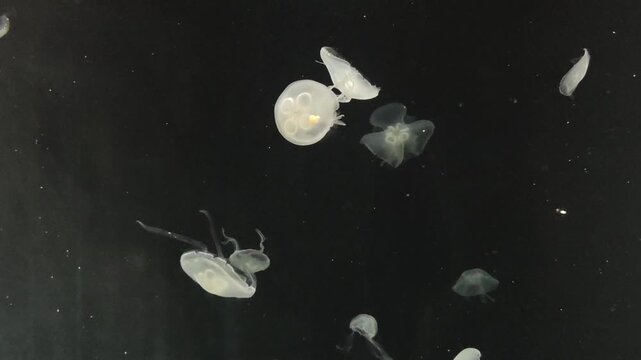 Glowing translucent jellyfish floating and swimming in dark water. mysterious scene of bioluminescent marine life against deep pure black background, an ethereal view