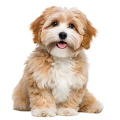 Cute Small Yorkshire Terrier Dog Sitting Portrait Isolated on Transparent Background PNG