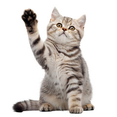 Cute Gray British Shorthair Kitten Paw Up Isolated on Transparent Background PNG