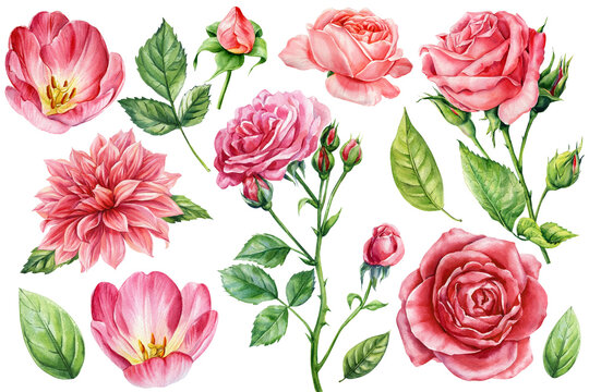 Pink roses, tulips, dahlia green leaves. Watercolor Set Botanical Illustration Elegant Garden Flowers Collection Wedding Design