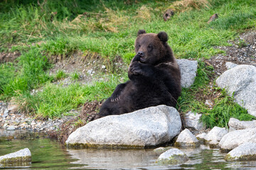 Alaskan brown bear cub along the shore of Naknek Lake. © Tony Campbell