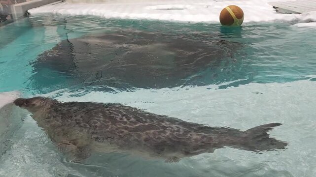 Playful marine mammal seal swimming in calm blue water zoo pool. aquatic animal pair glides peacefully, relaxing together in their clear enclosure with toy ball