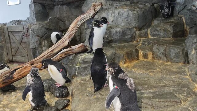 Curious African penguin colony explores its rocky habitat zoo exhibit. Watch playful group of this unique flightless bird socialize, preen, and show natural behavior