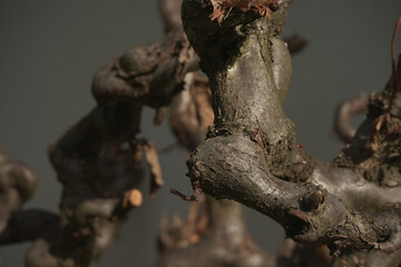 Hazelnut tree branches