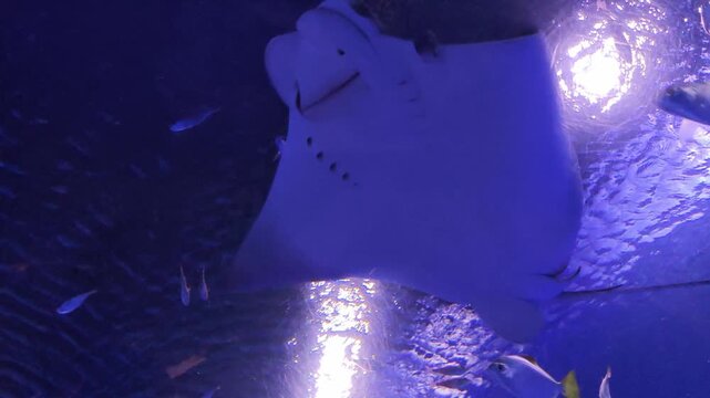 Majestic stingrays graceful swimming through serene deep blue water. Beautiful underwater light creates stunning reflection, showcasing peaceful marine life habitat