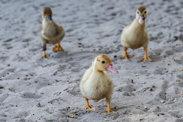 A group of ducklings walking