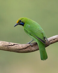 Golden-fronted leafbird female juvenile perched on a tree twig - Green bird on a tree branch