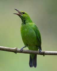 Golden-fronted leafbird female juvenile perched on a tree twig - Green bird on a tree branch