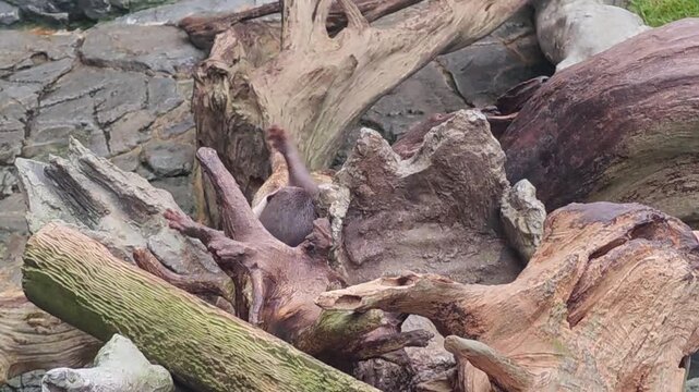 Rustic pile of old gnarled weathered wood and driftwood logs. natural abstract background showing calm organic texture with rough surface for nature themed decoration