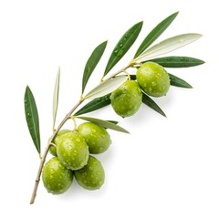 Green olives on a branch with water droplets olive branch