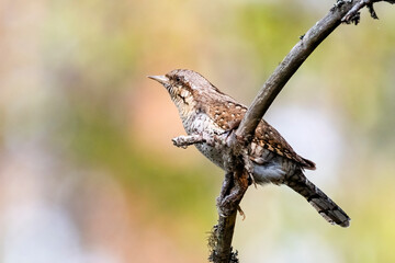Eurasian wryneck