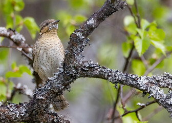 Eurasian wryneck