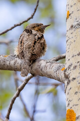 Eurasian wryneck