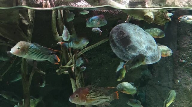 Serene underwater aquarium scene with peaceful aquatic turtle swimming among dangerous piranha fish. Experience wild animal life moment in beautiful dark water