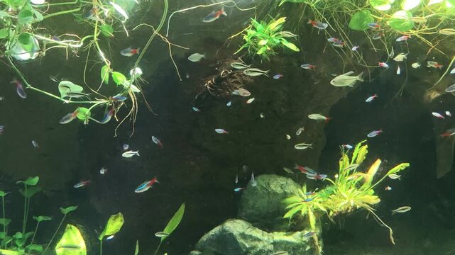 Serene underwater habitat inside freshwater aquarium, home to school of fish. Lush green plant life and natural rocks complete this beautiful piece of nature