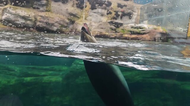 Truly playful and happy sea lion seen swimming through clear water, graceful marine mammal, beautiful animal, gliding effortlessly between sunlit surface and its underwater realm