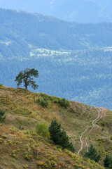Lone tree stands on a grassy ridge overlooking forest