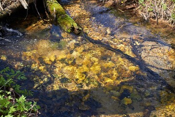 Sunlit forest stream reveals its pebbly bed through crystal clear waters, a mossy log nestled along the bank. Nature's calm flow
