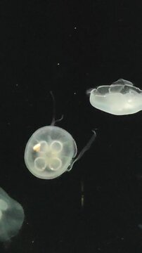 Verticle vdo of Serene translucent jellyfish floating through dark deep ocean offer mesmerizing glimpse into mysterious underwater world, showcasing quiet beauty of wild nature