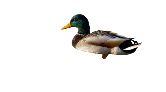 Wild duck standing with open wings showing natural plumage colors and detailed feathers of water bird in wildlife environment isolated on white background