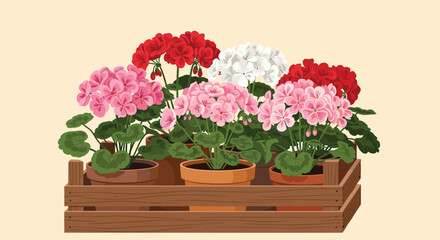 A wooden crate filled with vibrant potted geraniums in various colors including pink white and red.