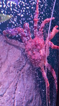 Verticle vdo of Giant red king crab resting on rock, fascinating marine crustacean in deep aquarium. Explore mysterious underwater world and this amazing creature in dark purple water